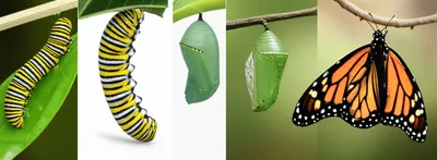 Illustration underwent - Image 1