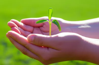 Illustration counting - Image 1