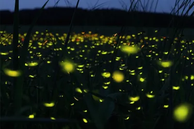 Illustration fireflies