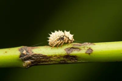 Illustration scales - Image 1