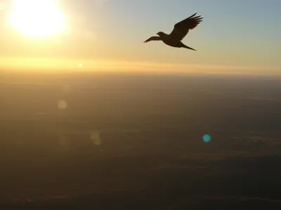 Illustration unconfined