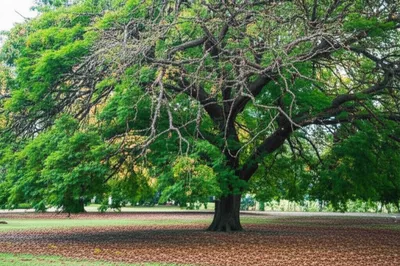 Illustration dives - Image 1