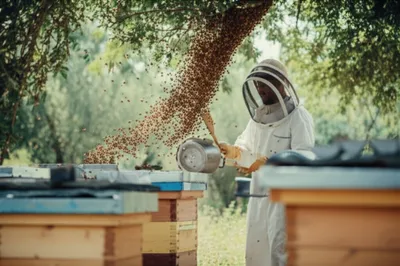 Illustration tanged - Image 1