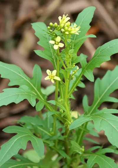 Illustration rocket - Image 1