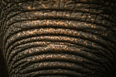 Illustration talons - Image 1