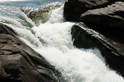 Illustration fierce - Image 1