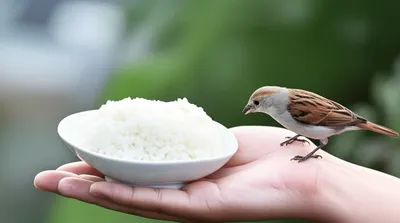 Illustration fed - Image 1