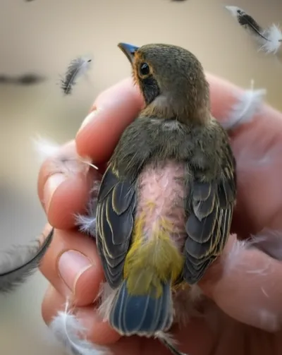 Illustration plume - Image 1