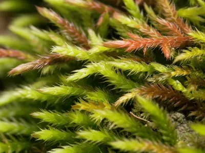 Illustration moss - Image 1