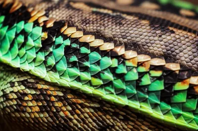 Illustration lizards - Image 1