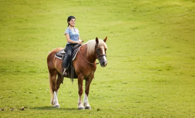 Illustration horsed - Image 1