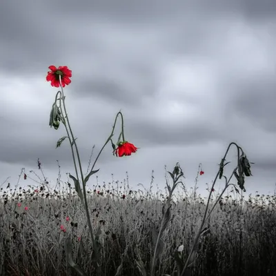 Illustration palled - Image 1