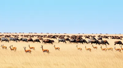 Illustration herd - Image 1