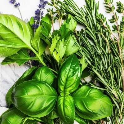 Illustration herbal - Image 1