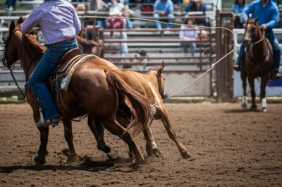 Illustration heelers - Image 1