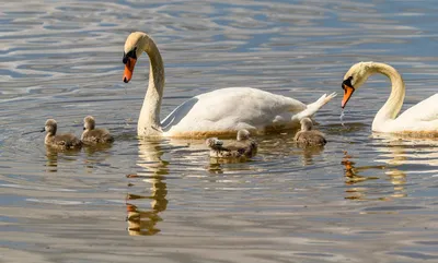 Illustration cygnets - Image 2
