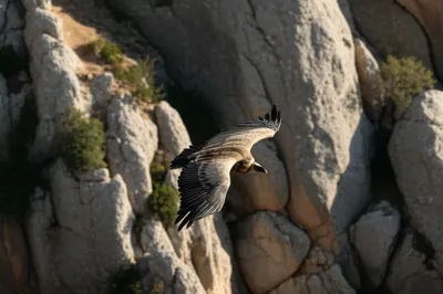 Illustration griffons - Image 1