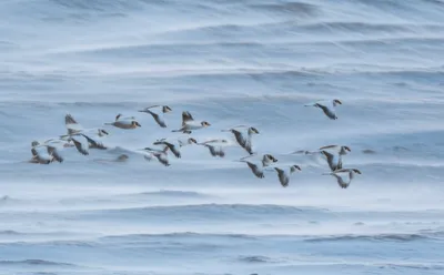 Illustration snowbirds - Image 1