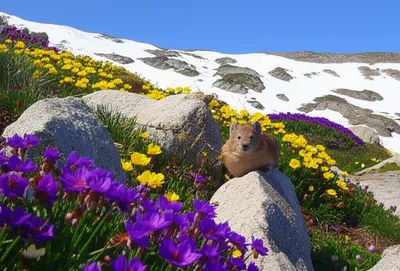 Illustration pikas - Image 1