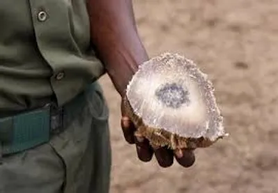 Illustration horn - Image 3