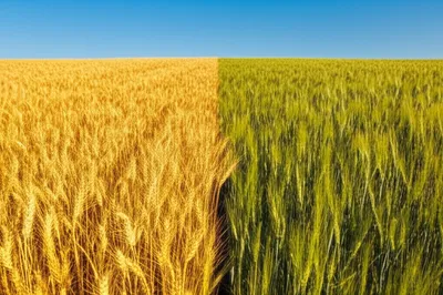 Illustration abutting