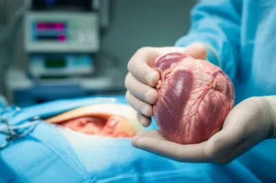 Illustration eviscerate - Image 1