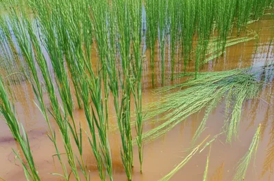 Illustration rots - Image 1