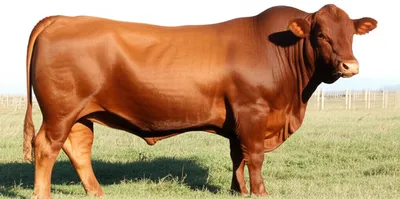 Illustration steer - Image 1