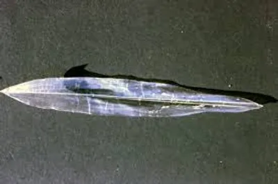 Illustration pen - Image 2