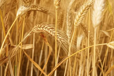 Illustration rusts - Image 1