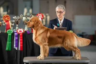 Illustration showers - Image 1