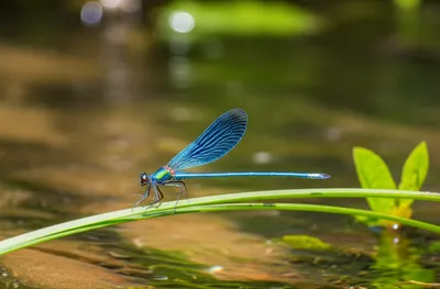 Illustration demoiselles