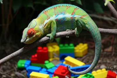 Illustration vars - Image 1