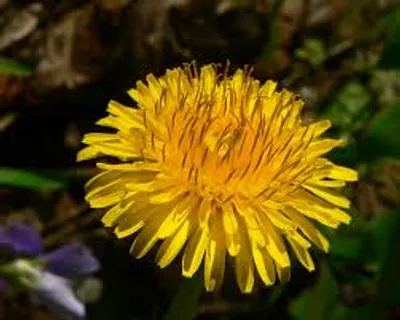 Illustration dandelion - Image 2