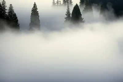 Illustration thickly