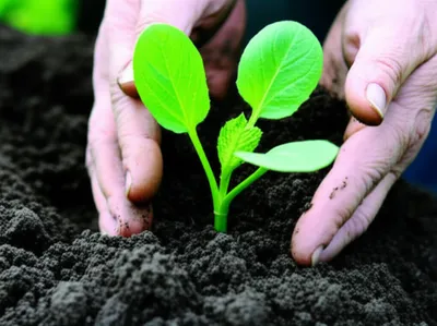 Illustration soil - Image 1