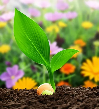 Illustration phallus - Image 1