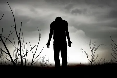 Illustration pine - Image 1