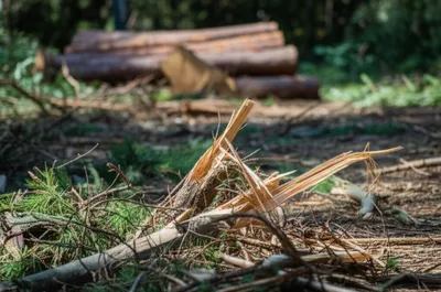 Illustration oblique - Image 1