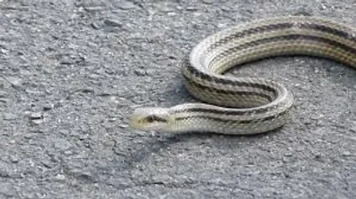 Illustration slither - Image 2