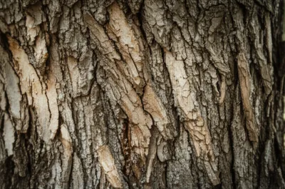 Illustration bard - Image 1