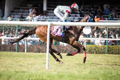 Illustration horseriding - Image 2