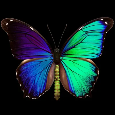 Illustration dimorphic - Image 1