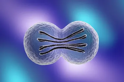 Illustration divided - Image 1