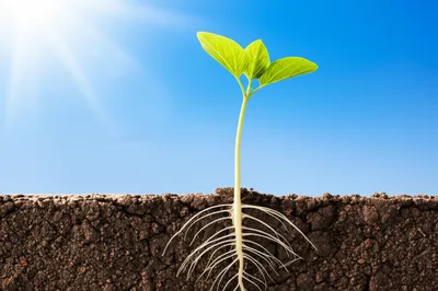 Illustration starts - Image 1