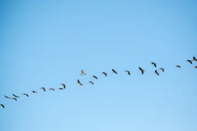 Illustration obedience - Image 1