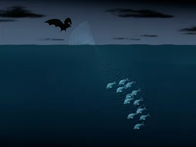 Illustration sonar - Image 1