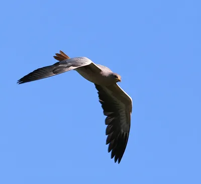 Illustration flapped - Image 1