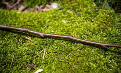 Illustration wand - Image 1