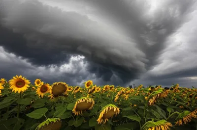 Illustration lowering